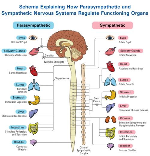 sympathetic-vs-parasympathetic-neuromuscular-reprogramming