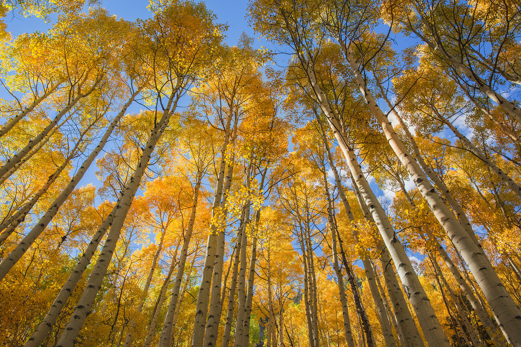 Aspen Grove image