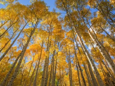 Aspen Grove image